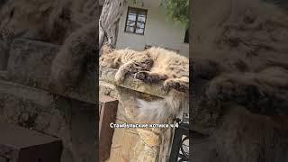 Б-блаженство #shortsvideo #istanbul #cats #animals #pets #котики #стамбул #турция #кайфули #mood