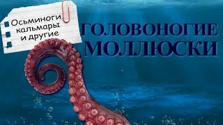 Cephalopods | Squids, Octopuses and Cuttlefish | The Wonderful World of Invertebrates