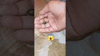 female guppy fish water changing#shorts #shortsfeed #shortsfeed#mrariyanaqua