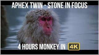 Aphex Twin  - Stone in Focus 4k 4hours Monkey Perfect Loop