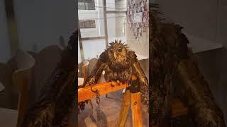 The Owl Insisted on Becoming a Family Pet.#owl #shorts #animals #cute