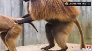 BABOON CROSSING| MONKEY MATING| Sex | Love | Funny