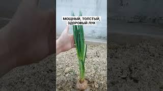 ЗДОРОВЫЙ ЛУК