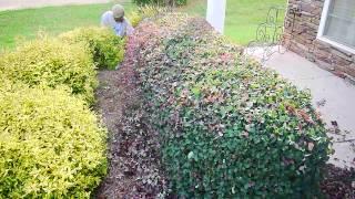 Learn How To Trim Your Shrubs and Hedges Professionally