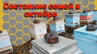 Работы на пасеке в октябре.- Состояние семей в октябре.