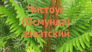 Чистоус азиатская (chistous-osmunda-aziatskiy)  чистоус обзор: как сажать саженцы чистоуса