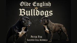 Olde English Bulldogs - Peter Fox from Sleeper Cell Kennels
