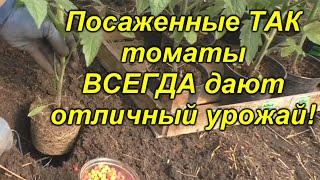 Высадка томатов - легко, просто и урожайно!!! Что положить в лунку при посадке томатов.