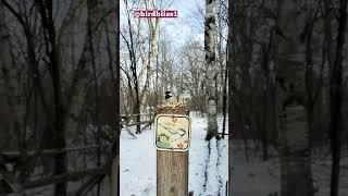 Cute Little Bird landing for seeds.