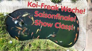 Koi-Freak Woche! Der Show Teich mit Show Class Koi!!