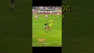 Other Animals vs Football + Him 