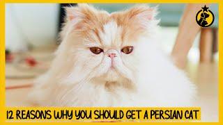 12 Reasons Why You Should Get a Persian Cat