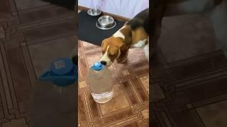 Бигль вообще скучать не даст #beagles #весело #врекомендации #подпишисьзайкас #мемы #смешныевидео