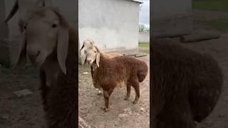 Сын Френкеля продан за $915004 месяца #shorts #arashan #gissar #sheep #fermer