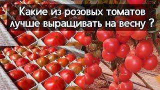 Какие из розовых томатов лучше выращивать на весну ?