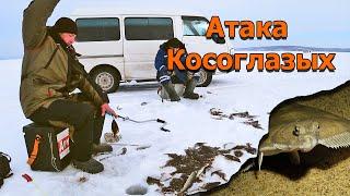 День когда зашел косяк рыбы! Косоглазая камбала атакует! Рыбалка зимой на донку и поплавок.