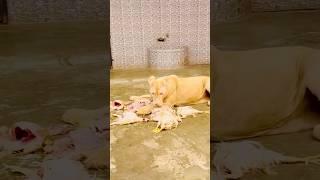 Lioness attack on chicken (mian saqib)