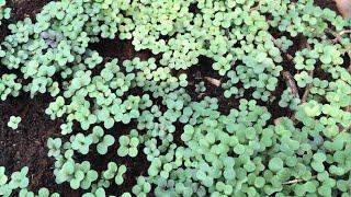 Cover Crops as Green Manure Improve your Soil EZ and Cheap in the Alberta Urban Garden