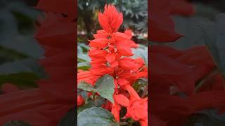 Salvia flower are starting to bloom #mygarden #salvia #myhomegarden #winter flower #ytshort #shotrs