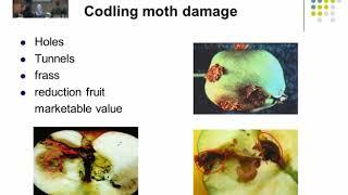 المحاضرة (20 )  :   APPLE INSECT PESTS /  د . رنا سمارة