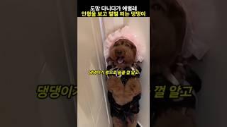 도망 다니다 애벌레 인형을 보고 벌벌 떠는 댕댕이