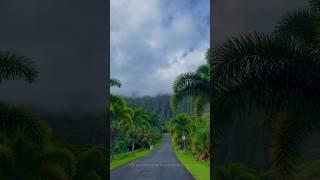 Unreal places in Hawaii you must see | Honolulu, Molokai, Akaka Falls #travel #hawaii
