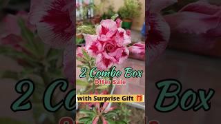 2 Combo Box Available for Sale #online #sale #adenium #smallbusiness #support #business #gift#viral