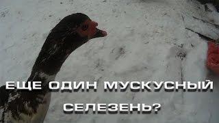 Еще один мускусный селезень