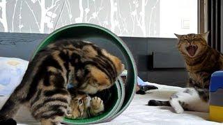 Funny kittens playing MatTube