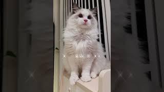 大连大眼睛蓝双布偶猫弟弟找家长大