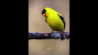 “Amazing American Goldfinch Transformation{Nature's Beauty Revealed | Magical Feathers}”