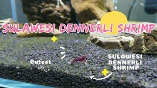 Креветка Сулавеси Кардинал / Cardinal Sulawesi, Sulawesi Dennerli shrimp