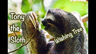 Children’s Sleep Meditation Story | Tony The Sloth Visits The Wishing Tree