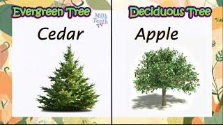 Evergreen Tree & Deciduous Tree Examples, differences and characteristics all explained clearly