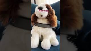 New dog  #music #puppy #emotionalsupportstuffedanimal #cute #essa