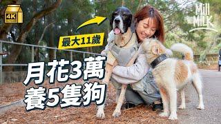 #MM｜每月花過3萬養5隻狗 試過為醫狗戶口得翻幾百蚊 1萬蚊成本創業 一腳踢製作、包裝、推廣 兩年後成功到超市上架 11歲老犬突患重病 每日幫反身、餵藥貼身照顧｜#700萬種生活 #4K