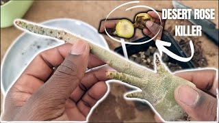 Desert Rose Root Rot | Saving your Adenium Obesum