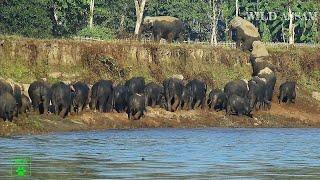 ELEPHANTS CLIMBING 30 FEET HIGH BANK OF DHANSIRI RIVER