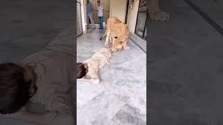 Lion Playing with sleeping Boy | Nouman Hassan |