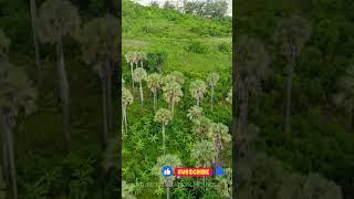 A Journey Through Pemba's Beauty at Zanzibar #shorts #youtubeshorts #viralshort #youtube