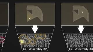 Sleep Reactivation Stabilizes New Cell Assemblies