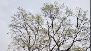 Winter to Spring Seasonal Time-Lapse Change on a Large Oak Tree