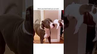 Hilarious Mama Dog Freaks Out After Meeting Puppy!