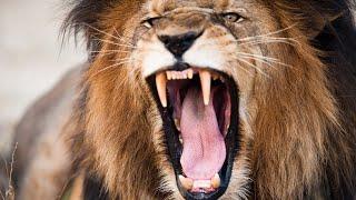 Mauled To Near Death By A Lion: A Man's Unbelievable Survival Story | Human Prey