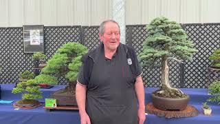 Aka Matsu Bonsai Club Show 2023 At Azure Garden Centre