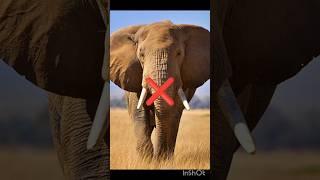 Haram  Halal meat in islam #animals #lion #cute #viral #motivation #viralstory #viralmoment #bgmi