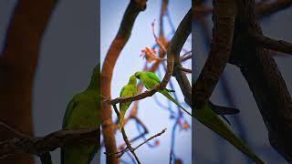 Parrot 