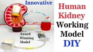 human kidney working model(3d) innovative  | urinary system | science exhibition - howtofunda