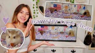 HAMSTER CAGE CLEAN OUT |Roborovski Hamster