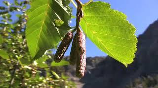 Alnus viridis ssp. sinuata, Betulaceae (Sitka alder)